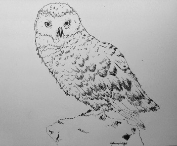 Owl Illustration